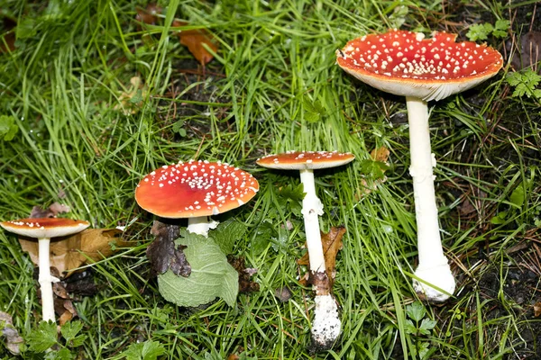 Magische paddestoel Amanita muscaria macro achtergrond vijftig megapixel — Stockfoto