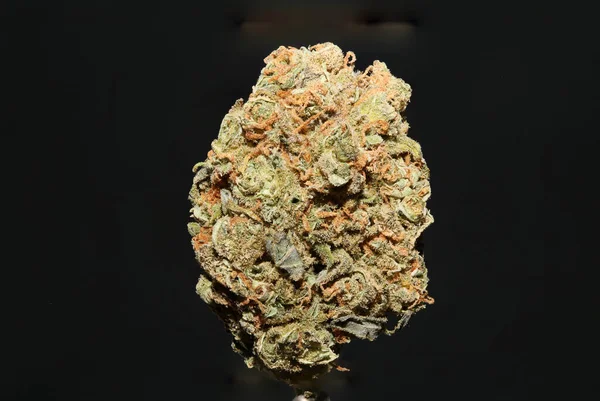 Prunus lusitanica rosaceae aile odak yığını makro modern kitap arka plan yüksek kaliteli baskılar