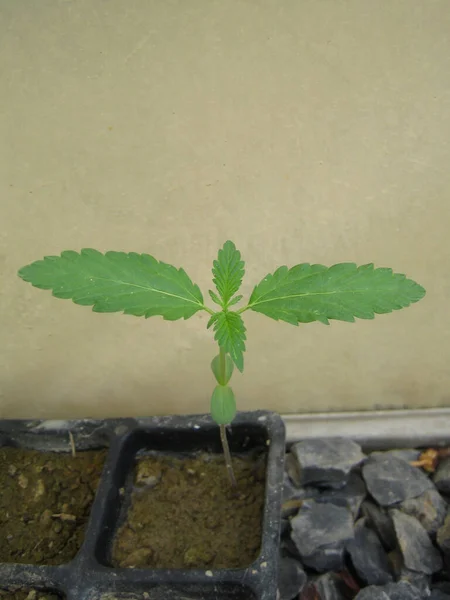 大麻药用植物 Cancannabis Medical Marihuana Creta Greece Retro Background Matala 2006 — 图库照片