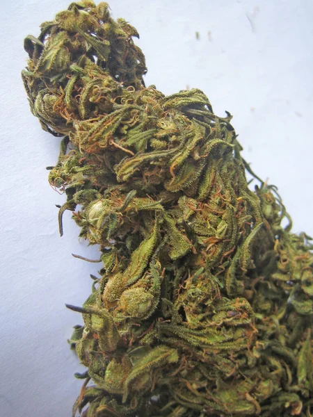 Cannabis Retro Ban Creta Sziget Hippi Szuper Citrom Köd Évjárat — Stock Fotó