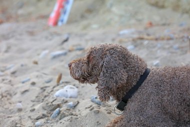 Lagotto Romagnolo Kserokampos Sahili Creta Adası 'nda oturuyor. Yaz mevsimi covid-19 sezonu yüksek kaliteli baskı.