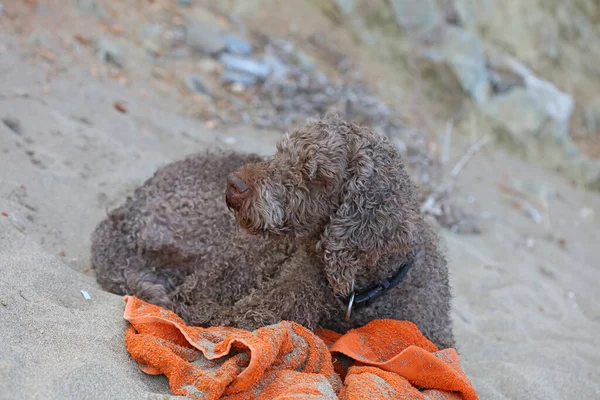 Lagotto Romagnolo Sentado Kserokampos Playa Creta Isla Verano Covid Temporada — Foto de Stock