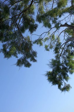 Mavi gökyüzünde kumsal ağacı yaz arka planında plakias crete covid-19 sezon modern yüksek kaliteli baskı