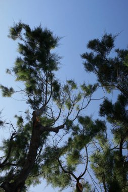 Mavi gökyüzünde kumsal ağacı yaz arka planında plakias crete covid-19 sezon modern yüksek kaliteli baskı