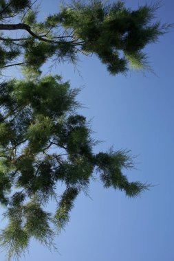 Mavi gökyüzünde kumsal ağacı yaz arka planında plakias crete covid-19 sezon modern yüksek kaliteli baskı