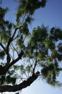 Mavi gökyüzünde kumsal ağacı yaz arka planında plakias crete covid-19 sezon modern yüksek kaliteli baskı