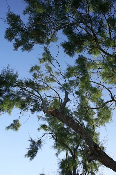 Árvore Praia Céu Azul Fundo Verão Plakias Creta Covid Temporada — Fotografia de Stock