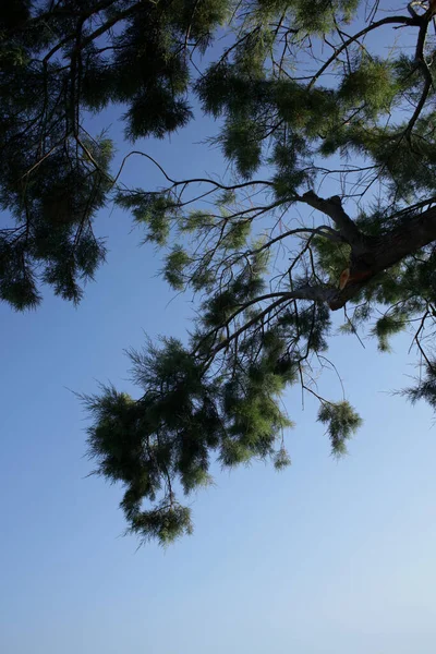 Mavi Gökyüzünde Kumsal Ağacı Yaz Arka Planında Plakias Crete Covid — Stok fotoğraf
