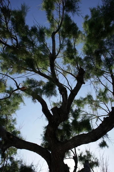 Árbol Playa Cielo Azul Fondo Verano Plakias Creta Covid Temporada — Foto de Stock