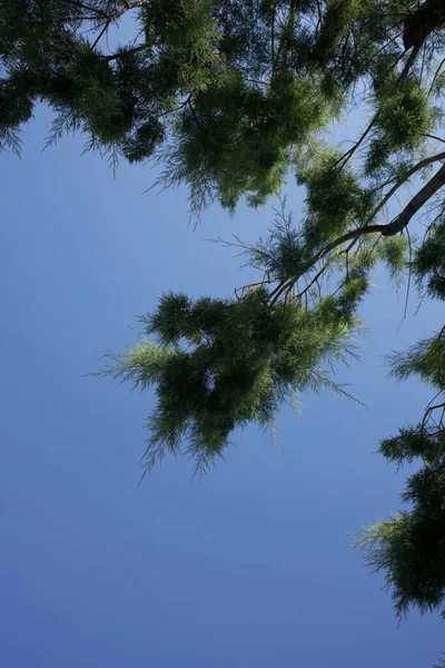 Spiaggia Albero Cielo Blu Estate Sfondo Plakias Crete Covid Stagione — Foto Stock