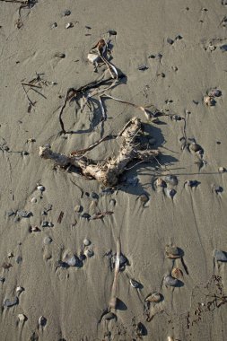 Sahil hayatı makro arka plan covid-19 Haziran sezonu creta adası Yunan yüksek kaliteli baskısı