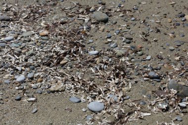 Sahil hayatı makro arka plan covid-19 Haziran sezonu creta adası Yunan yüksek kaliteli baskısı