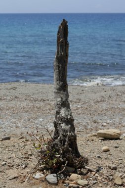 Peristeres plajı rodakino Girit Adası ücretsiz kamp alanı covid-19 sezon modern yüksek kaliteli baskı