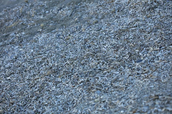 ビーチグランドライフマクロ背景Covid 19六月シーズンCreta島ギリシャ高品質なプリント — ストック写真
