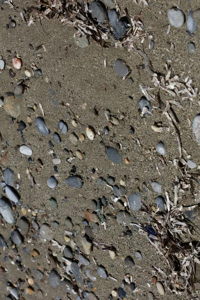 Strand Grond Leven Macro Achtergrond Covid Juni Seizoen Creta Eiland — Stockfoto