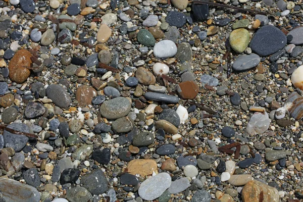 Strand Grond Leven Macro Achtergrond Covid Juni Seizoen Creta Eiland — Stockfoto