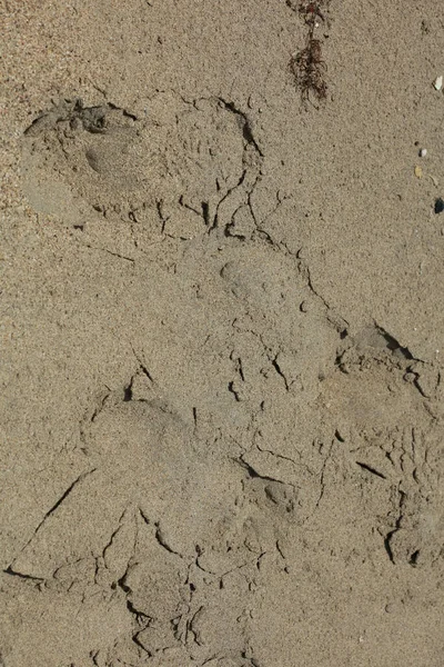 Plage Sable Rouge Macro Fond Creta Île Falassarna Vacances Été — Photo