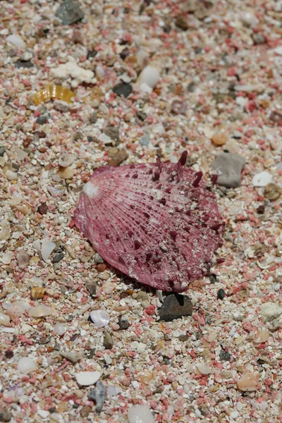 Latar Belakang Pantai Pasir Merah Latar Belakang Makro Pulau Falassarna — Stok Foto