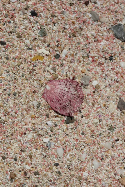 Latar Belakang Pantai Pasir Merah Latar Belakang Makro Pulau Falassarna — Stok Foto