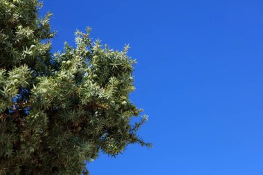 Vahşi tropik ağaç juniperus oxycedrus berched sedar family cupressaceae modern arka plan yüksek kaliteli baskı