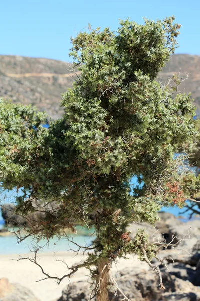 Wild Tropic Tree Juniperus Oxycedrus Berried Cedar Family Cupressaceae Modern — Stock Photo, Image