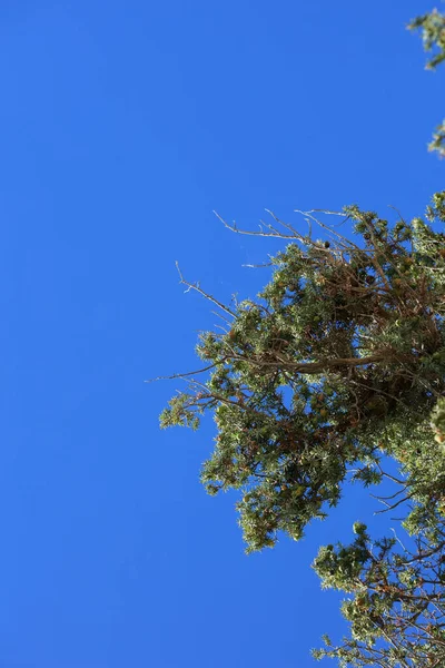 Árbol Tropical Salvaje Juniperus Oxycedrus Berried Cedro Familia Cupressaceae Fondo — Foto de Stock