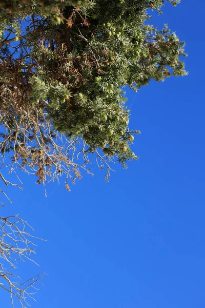 Árbol Tropical Salvaje Juniperus Oxycedrus Berried Cedro Familia Cupressaceae Fondo — Foto de Stock