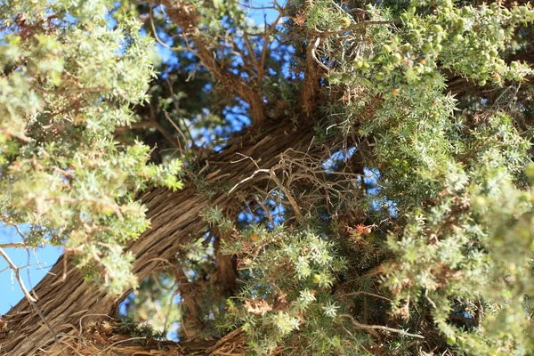Árvore Tropical Selvagem Juniperus Oxycedrus Berried Cedro Família Cupressaceae Fundo — Fotografia de Stock