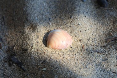 Kabuklar elafonisi plajı beton ada covid-19 sezonluk tatil modern arka plan yüksek kaliteli baskılar