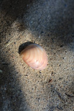 Kabuklar elafonisi plajı beton ada covid-19 sezonluk tatil modern arka plan yüksek kaliteli baskılar