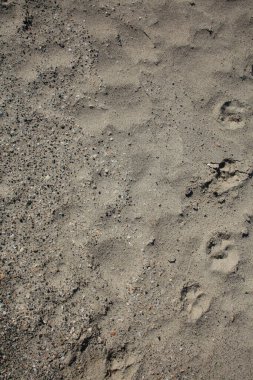 Kabuklar elafonisi plajı beton ada covid-19 sezonluk tatil modern arka plan yüksek kaliteli baskılar