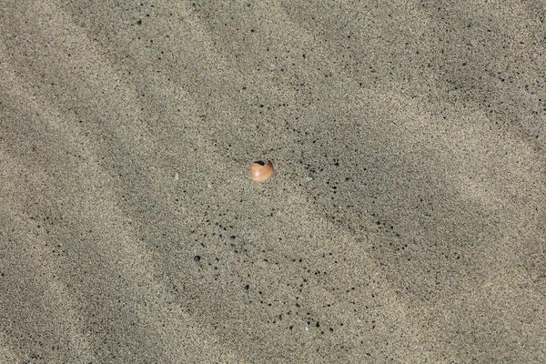 シェルクローズアップElafonisiビーチコンクリート島Covid 19シーズン休暇現代的な背景高品質のプリント — ストック写真