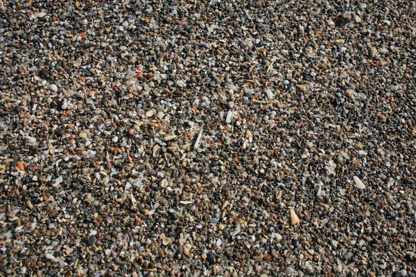 Conchiglie Primo Piano Elafonisi Spiaggia Crete Isola Covid Stagione Vacanze — Foto Stock