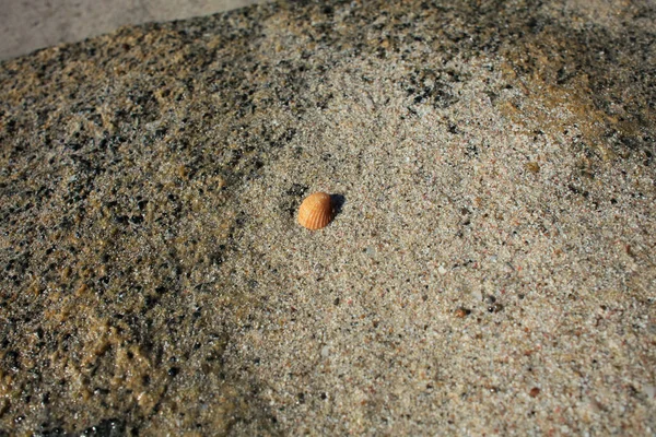 Shells Close Elafonisi Beach Crete Island Covid Season Holiday Cetakan — Stok Foto