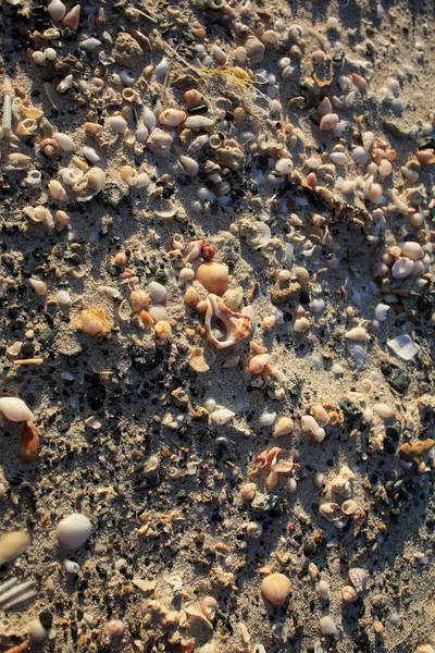 Conchas Cerca Elafonisi Playa Creta Isla Covid Temporada Vacaciones Fondo —  Fotos de Stock