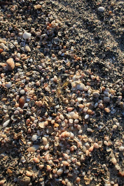 Conchas Cerca Elafonisi Playa Creta Isla Covid Temporada Vacaciones Fondo — Foto de Stock