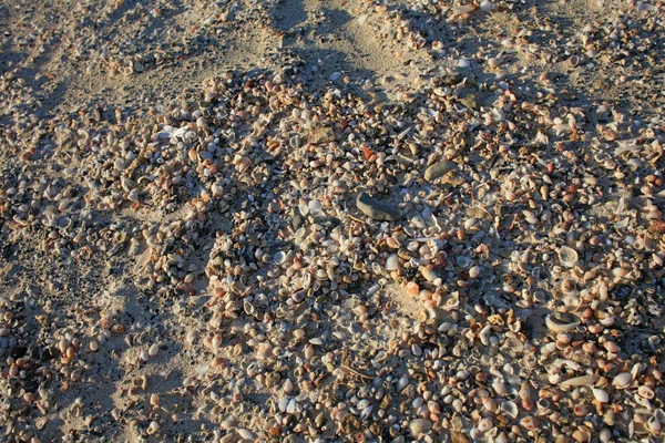 Conchiglie Primo Piano Elafonisi Spiaggia Crete Isola Covid Stagione Vacanze — Foto Stock