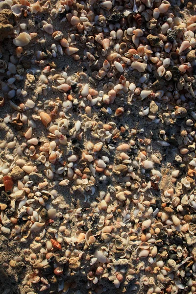 Κοχύλια Close Παραλία Ελαφονήσι Τσιμεντένιο Νησί Covid Διακοπές Σεζόν Σύγχρονο — Φωτογραφία Αρχείου