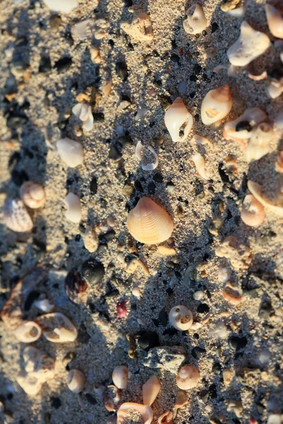 Conchas Cerca Elafonisi Playa Creta Isla Covid Temporada Vacaciones Fondo — Foto de Stock