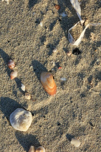 Schelpen Close Elafonisi Strand Kreta Eiland Covid Seizoen Vakanties Moderne — Stockfoto