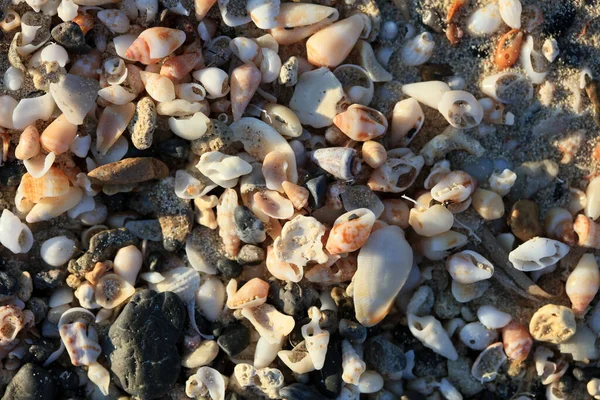 Conchiglie Primo Piano Elafonisi Spiaggia Crete Isola Covid Stagione Vacanze — Foto Stock