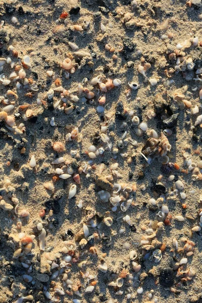 Skal Närbild Elafonisi Strand Betong Covid Säsong Semester Modern Bakgrund — Stockfoto