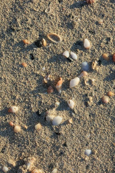 Shells Close Elafonisi Strand Beton Sziget Covid Évszak Ünnepek Modern — Stock Fotó