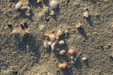 Deniz kıyısını kaplayan deniz kabukları, kırmızı kumsal elafonisi, Yunan covid-19 tatil, yüksek kalite, 50 megapiksel.