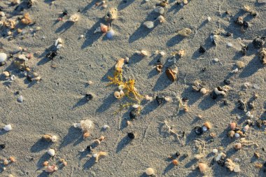 Deniz kıyısını kaplayan deniz kabukları, kırmızı kumsal elafonisi, Yunan covid-19 tatil, yüksek kalite, 50 megapiksel.