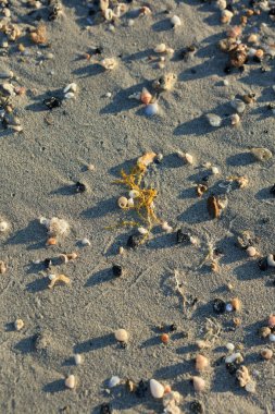 Deniz kıyısını kaplayan deniz kabukları, kırmızı kumsal elafonisi, Yunan covid-19 tatil, yüksek kalite, 50 megapiksel.