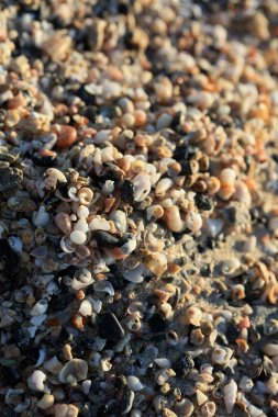 Deniz kıyısını kaplayan deniz kabukları, kırmızı kumsal elafonisi, Yunan covid-19 tatil, yüksek kalite, 50 megapiksel.