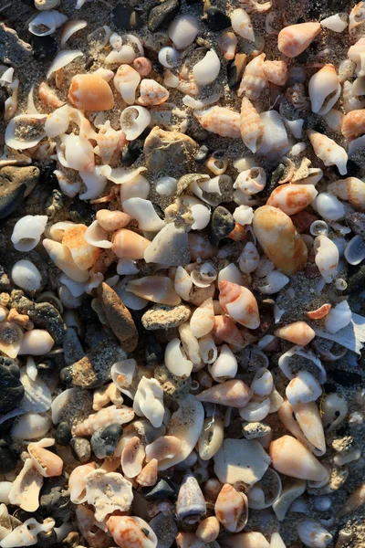 Оболонки Крупним Планом Морське Узбережжя Червоний Пісок Пляж Елафонісі Крит — стокове фото
