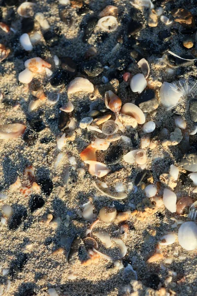 Muscheln Close Meerküste Roter Sand Strand Elafonisi Crete Griechenland Covid — Stockfoto