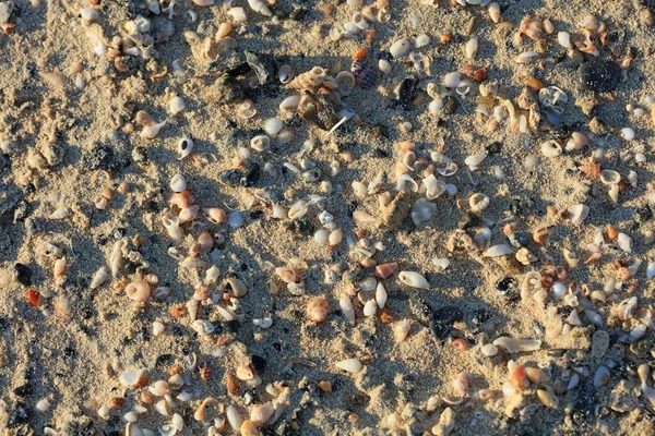 Kagylók Közel Tenger Partján Vörös Homokos Strand Elafonisi Beton Görögök — Stock Fotó